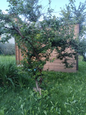 Коллективный сад номер 7, участок 58 в Карпинске - karpinsk.yutvil.ru - фото 28 Коллективный сад номер 7, участок 58 в Карпинске - karpinsk.yutvil.ru - фото 28